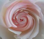Картинка на водорастворимой бумаге "Розовая Роза"