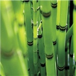 Отдушка Bamboo 10 мл