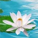 Отдушка Fleur de lotus 10 мл